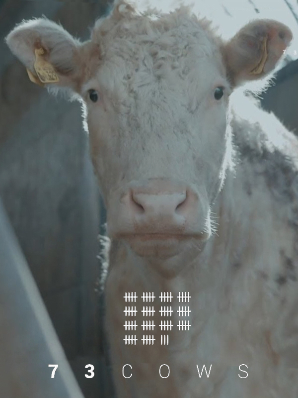 73 cows
